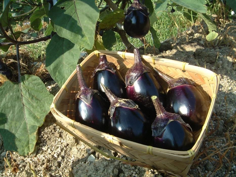 ふくろやタオル公式サイト（泉州タオルの通販）