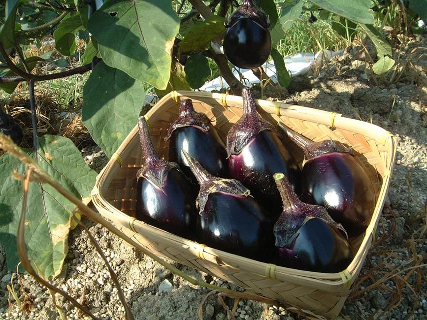 極希少 美品 クリストフル 漆 トレイ 布袋付き ☆「雫～SHIZUKU～」 野菜染めタオル よりすぐりセット