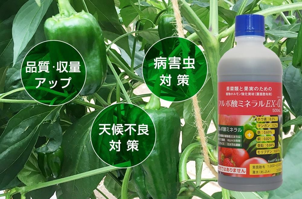 「フルボ酸ミネラルEXーα」は病害虫対策、品質・収量アップ、天候不良対策に