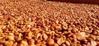 La Loma (MI KFE) - Red Honey-  5kg