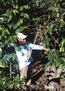 Loma Bonita -Red Honey-   30kg