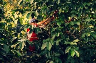 La Loma - Natural (2022-2023) - 5kg