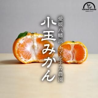 みかん お取り寄せ販売 カテゴリー 愛媛 和歌山産 3Sサイズ～2Lサイズ