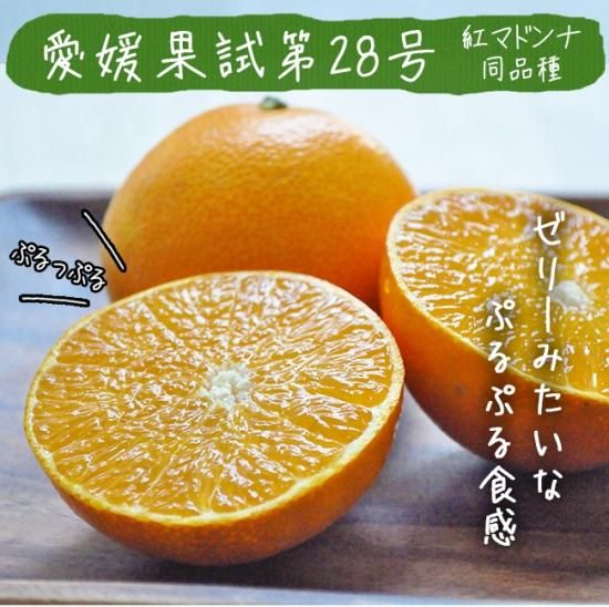 紅マドンナ（愛媛果試第28号）（訳あり）のお取り寄せ販売（通販