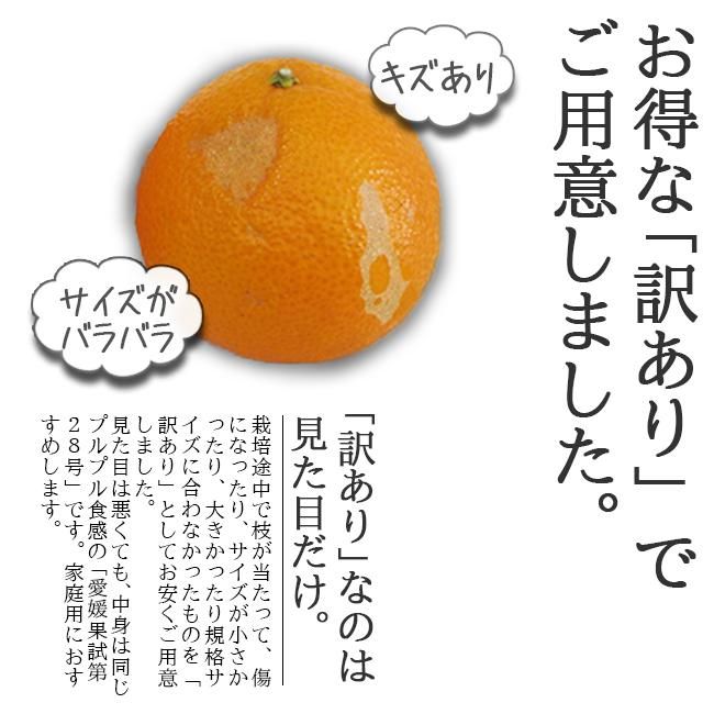 紅マドンナ(愛媛果試第28号)(訳あり)のお取り寄せ販売(通販 紅マドンナ(愛媛果試第28号)(訳あり)のお取り寄せ販売(通販