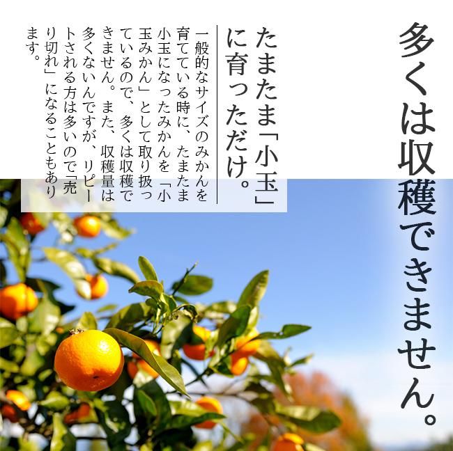 小玉みかん（愛媛県八幡浜産）のお取り寄せ販売（通販）送料無料