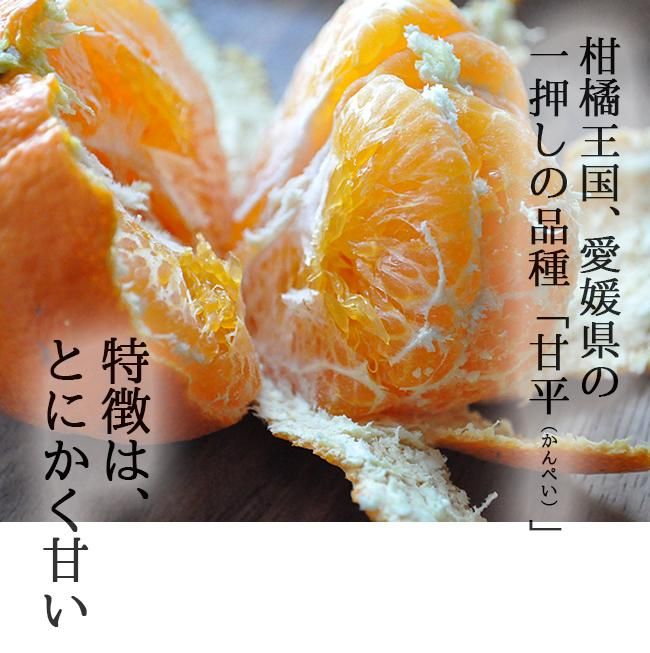 甘平(かんぺい)(訳あり)のお取り寄せ(通販) 農家直送 送料無料 甘平(かんぺい)(訳あり)のお取り寄せ(通販) 農家直送 送料無料
