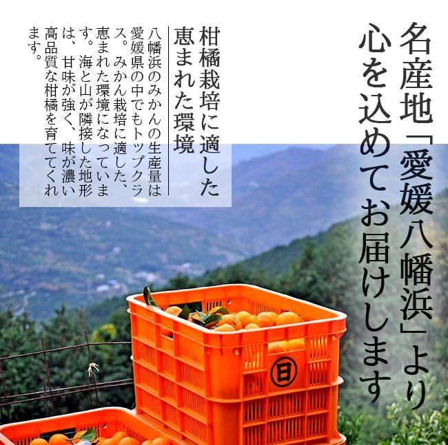 甘平(かんぺい)(訳あり)お取り寄せ(通販)農家直送 送料無料 甘平(かんぺい)(訳あり)お取り寄せ(通販)農家直送 送料無料