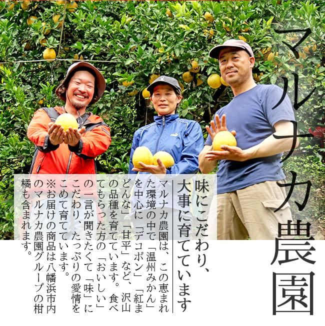 甘平(かんぺい)(訳あり)お取り寄せ(通販)農家直送 送料無料 甘平(かんぺい)(訳あり)お取り寄せ(通販)農家直送 送料無料