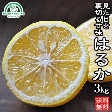 酸味が苦手な方にもおすすめの柑橘・はるかを愛媛西宇和地方より