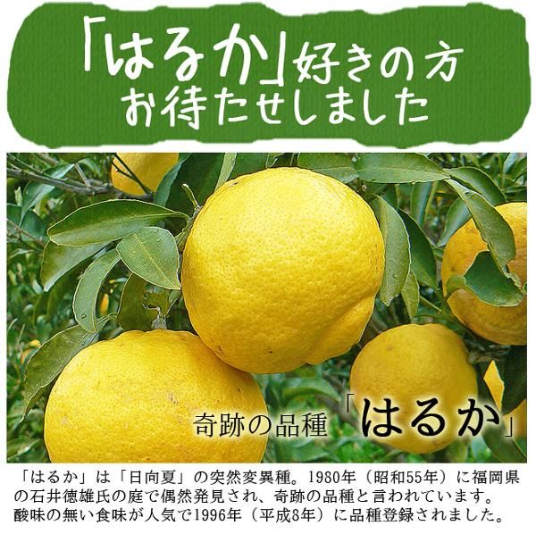 奇跡のみかん はるか(愛媛産)10Kgのお取り寄せ販売(通販 奇跡のみかん はるか(愛媛産)10Kgのお取り寄せ販売(通販