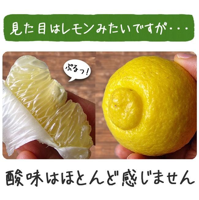 奇跡のみかん はるか(愛媛産)10Kgのお取り寄せ販売(通販 奇跡のみかん はるか(愛媛産)10Kgのお取り寄せ販売(通販