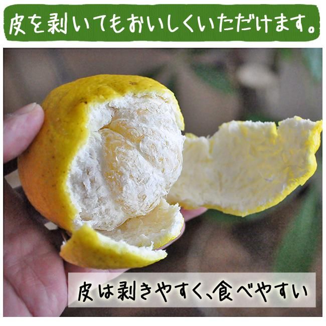 奇跡のみかん はるか(愛媛産)10Kgのお取り寄せ販売(通販 奇跡のみかん はるか(愛媛産)10Kgのお取り寄せ販売(通販