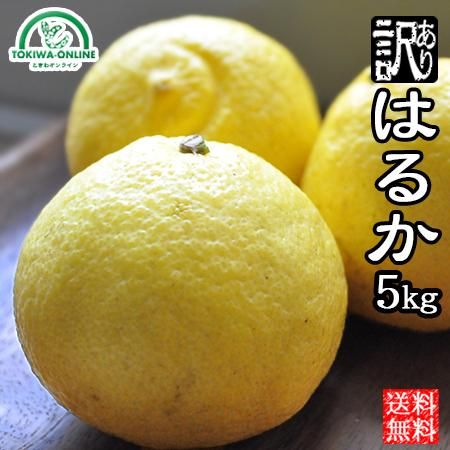奇跡のみかんはるか(愛媛産)訳あり 5Kgのお取り寄せ販売(通販 奇跡のみかんはるか(愛媛産)訳あり 5Kgのお取り寄せ販売(通販
