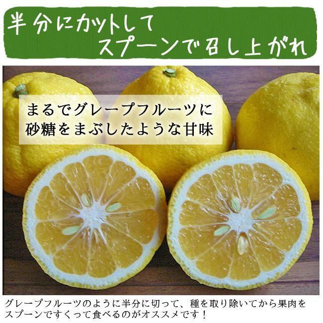 奇跡のみかん はるか（愛媛産）訳あり 10Kgのお取り寄せ販売