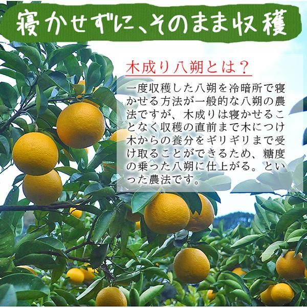 【レビューで送料無料】 148585828_o2.jpg? 果物