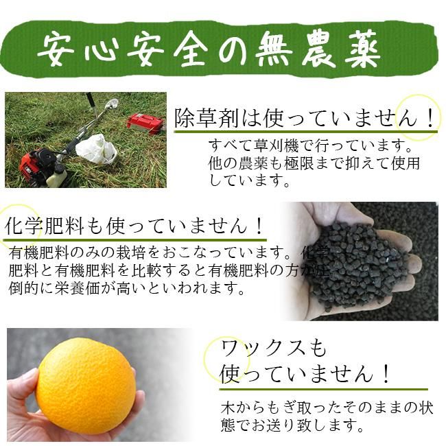お気に入り 八朔 無農薬（家庭用）10Kgのお取り寄せ販売（通販）送料無料で 果物