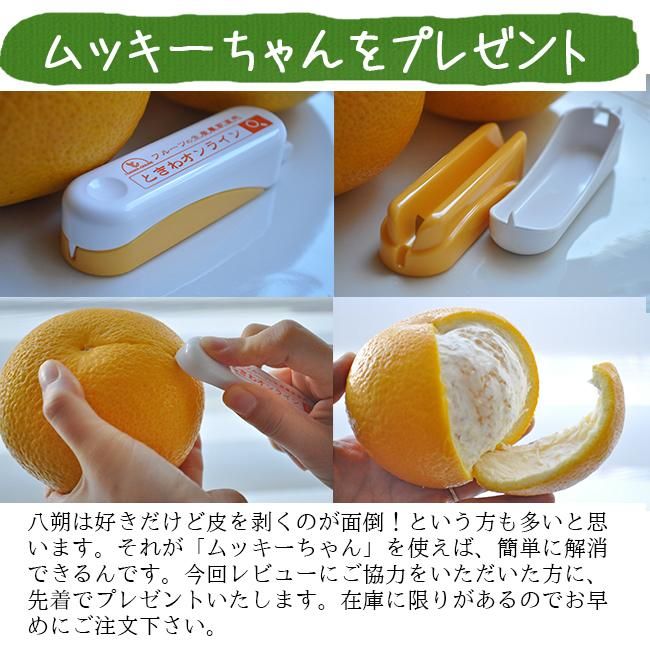 八朔 無農薬(家庭用)10Kgのお取り寄せ販売(通販)送料無料で 八朔 無農薬(家庭用)10Kgのお取り寄せ販売(通販)送料無料で