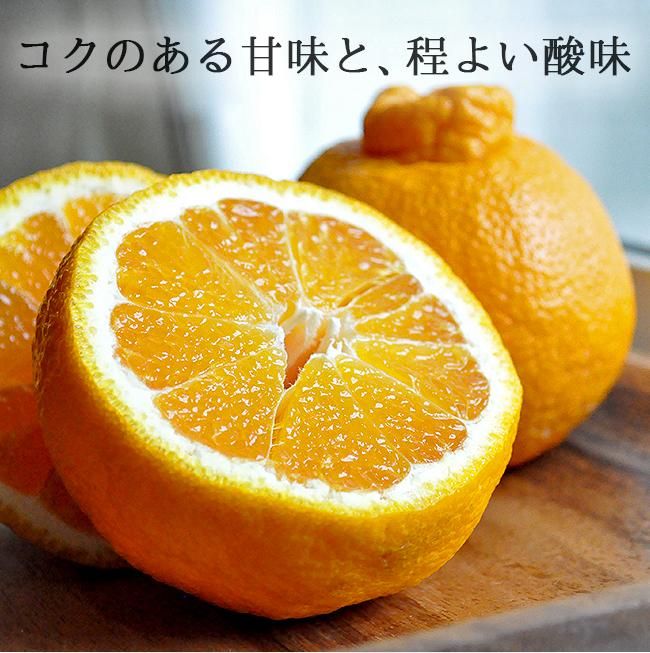 デコポン 不知火(愛媛産)5Kgのお取り寄せ販売(通販)送料無料 デコポン 不知火(愛媛産)5Kgのお取り寄せ販売(通販)送料無料