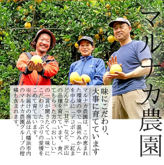 デコポン 不知火(愛媛産)5Kgのお取り寄せ販売(通販)送料無料 デコポン 不知火(愛媛産)5Kgのお取り寄せ販売(通販)送料無料