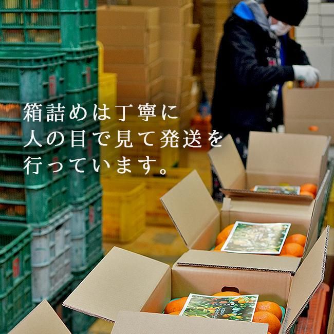 デコポン 不知火（愛媛産）10Kgのお取り寄せ販売（通販）送料