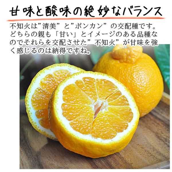 デコポン 不知火(愛媛産)20Kgのお取り寄せ販売(通販)送料 デコポン 不知火(愛媛産)20Kgのお取り寄せ販売(通販)送料