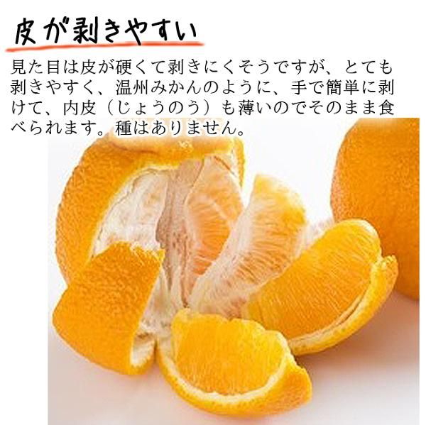 デコポン 不知火(愛媛産)20Kgのお取り寄せ販売(通販)送料 デコポン 不知火(愛媛産)20Kgのお取り寄せ販売(通販)送料