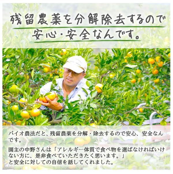 デコポン 不知火(愛媛産)20Kgのお取り寄せ販売(通販)送料 デコポン 不知火(愛媛産)20Kgのお取り寄せ販売(通販)送料