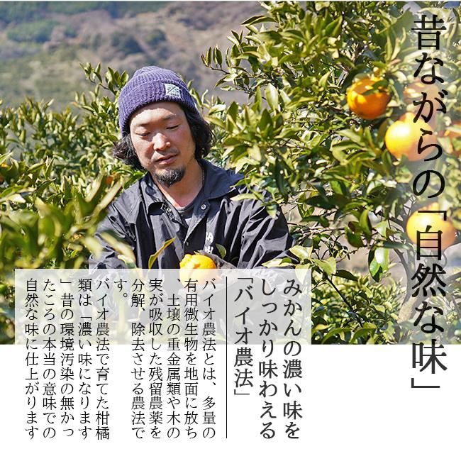 デコポン 訳あり 不知火(愛媛産)10Kgのお取り寄せ販売(通販 デコポン 訳あり 不知火(愛媛産)10Kgのお取り寄せ販売(通販