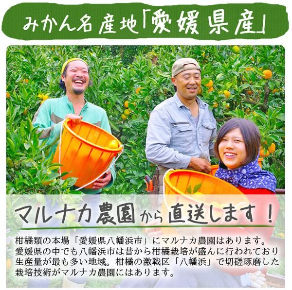 デコポン 訳あり 不知火（愛媛産）20Kgのお取り寄せ販売（通販