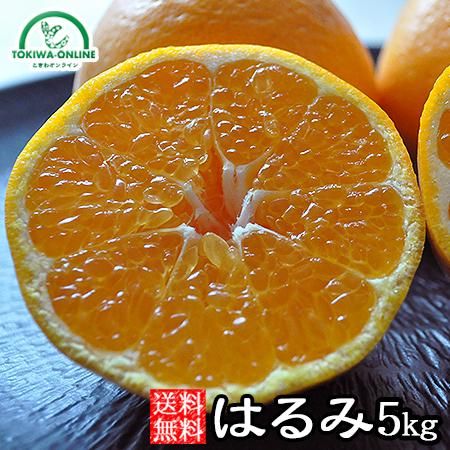 はるみ(和歌山産)5Kgのお取り寄せ販売(通販)送料無料でお届け はるみ(和歌山産)5Kgのお取り寄せ販売(通販)送料無料でお届け