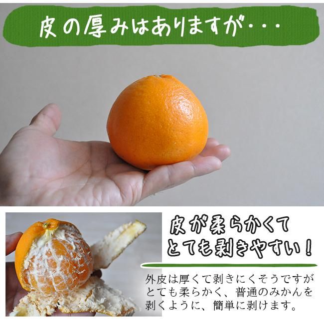はるみ(和歌山産)10Kgのお取り寄せ販売(通販)送料無料でお届け はるみ(和歌山産)10Kgのお取り寄せ販売(通販)送料無料でお届け