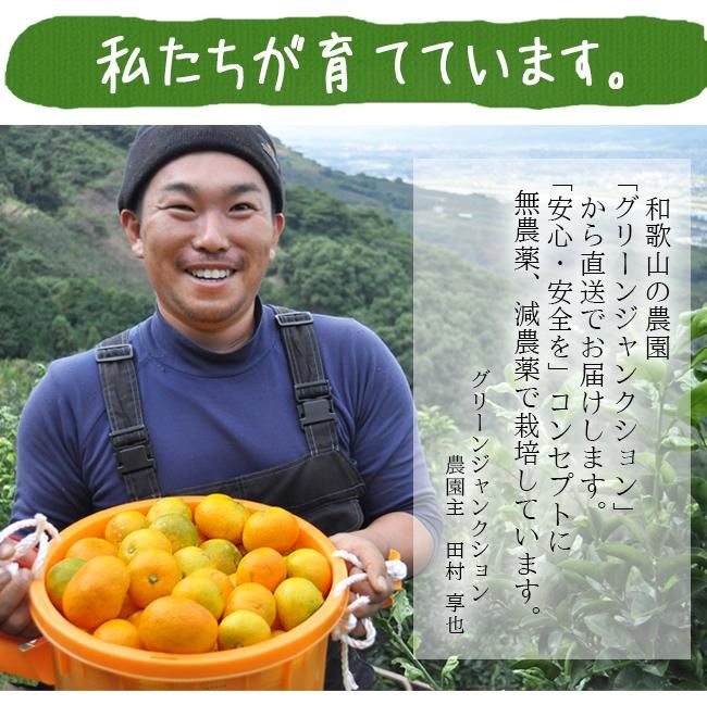 はるみ(和歌山産)10Kgのお取り寄せ販売(通販)送料無料でお届け はるみ(和歌山産)10Kgのお取り寄せ販売(通販)送料無料でお届け