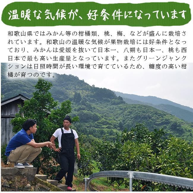 はるみ（和歌山産）10Kgのお取り寄せ販売（通販）送料無料でお届け