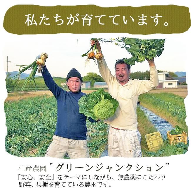 玉ねぎ 新たまねぎ 無農薬（家庭用）2Kgのお取り寄せ販売（通販