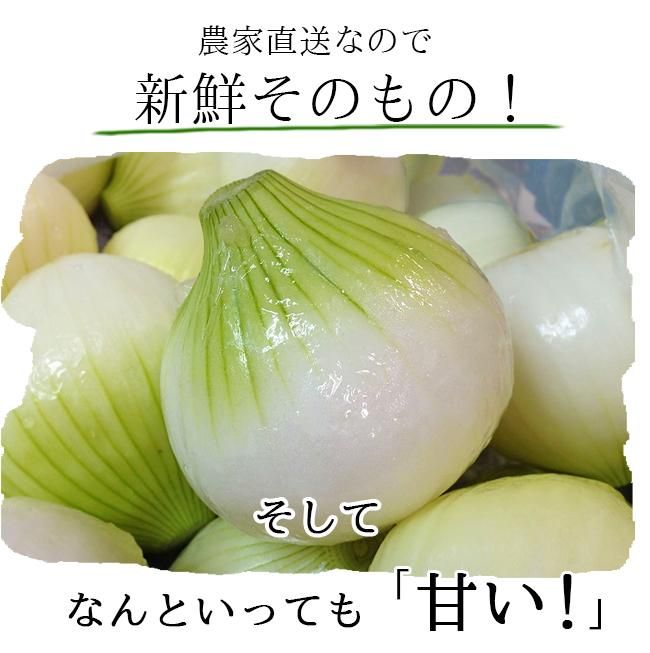 玉ねぎ 新たまねぎ 無農薬（家庭用）5Kgのお取り寄せ販売（通販