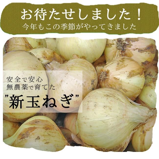 【超安い】 149333641_o1.jpg? 香味・薬味野菜