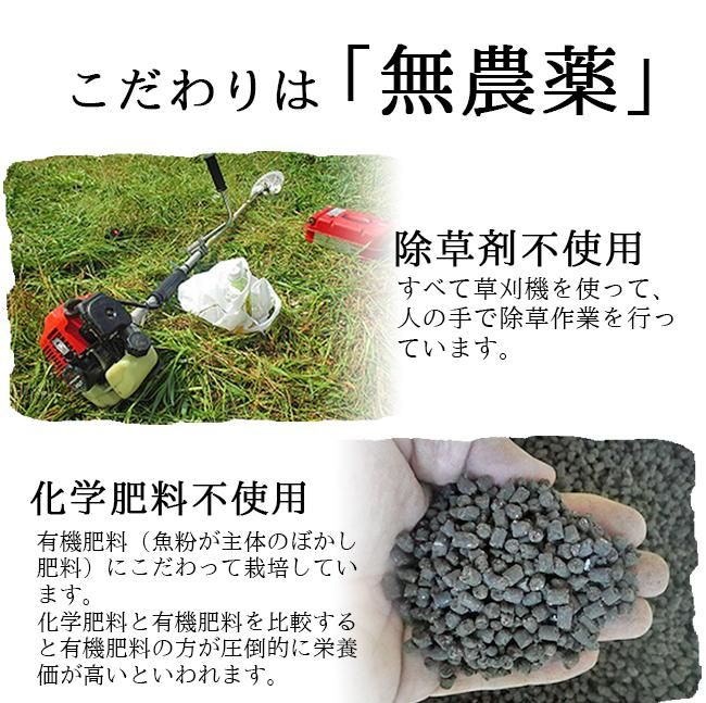 玉ねぎ 新たまねぎ 無農薬(家庭用)10Kgのお取り寄せ販売(通販 玉ねぎ 新たまねぎ 無農薬(家庭用)10Kgのお取り寄せ販売(通販