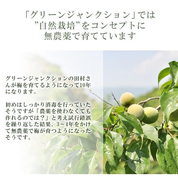 青梅 南高梅 無農薬 2Kgのお取り寄せ販売(通販)送料無料でお届け 青梅 南高梅 無農薬 2Kgのお取り寄せ販売(通販)送料無料でお届け