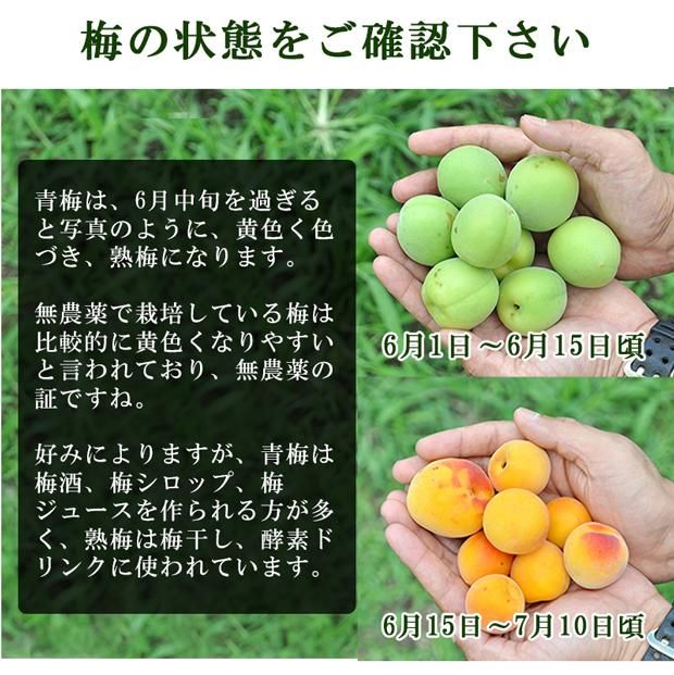 A_576x.jpg?v=1653631849