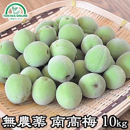 完全無農薬 梅 青梅 10Kg サイズ約M〜L 10キロ 農薬不使用 徳島