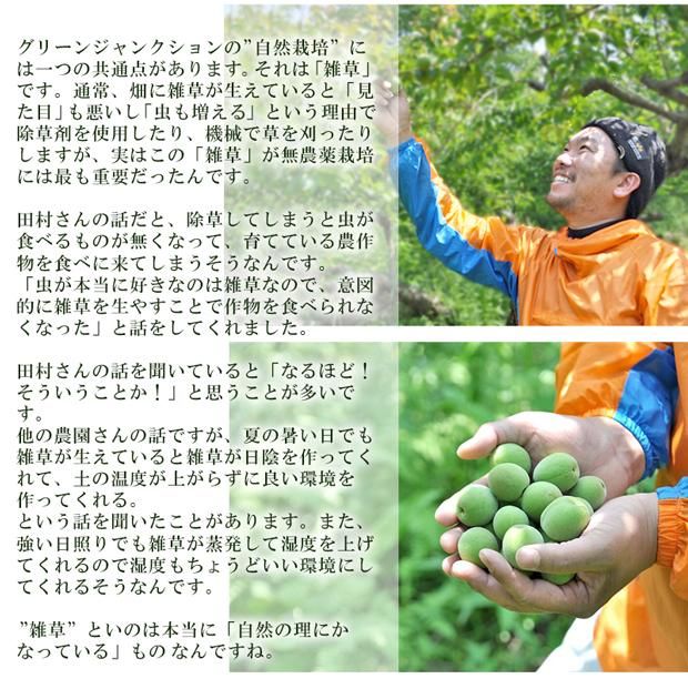青梅 南高梅 無農薬 10Kgのお取り寄せ販売(通販)送料無料でお届け 青梅 南高梅 無農薬 10Kgのお取り寄せ販売(通販)送料無料でお届け