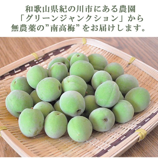南高梅 20kg 家庭用 和歌山県産 - 果物