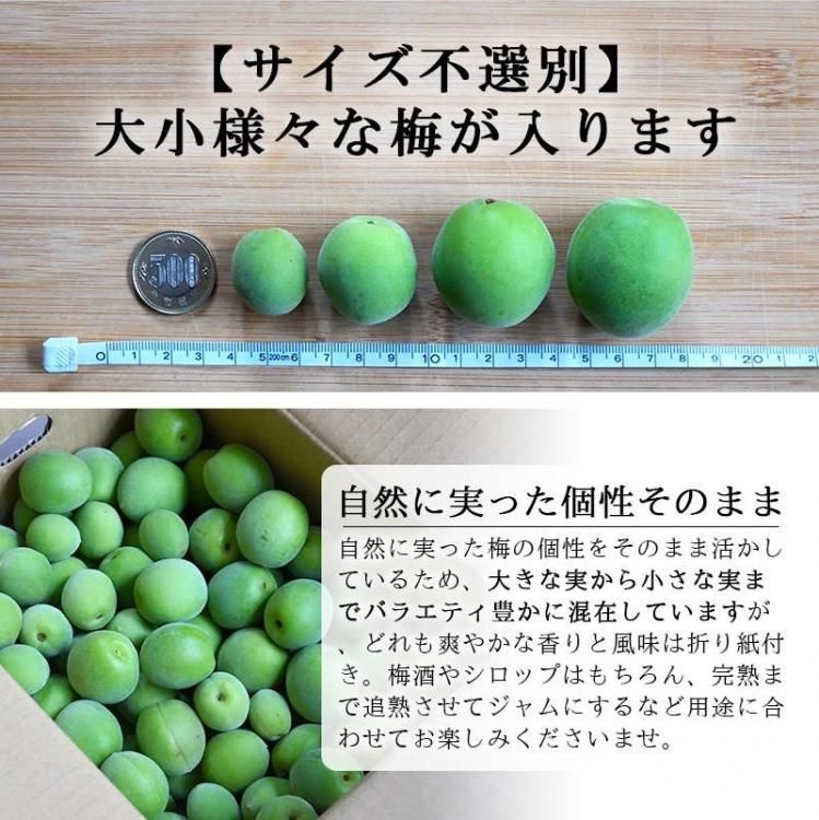 青梅 南高梅 無農薬 20Kgのお取り寄せ販売（通販）送料無料でお届け