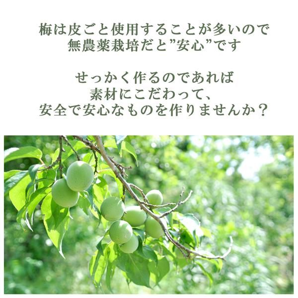 青梅 南高梅 無農薬 3Kgのお取り寄せ販売（通販）送料無料でお届け