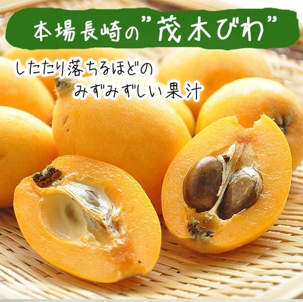 びわ 茂木びわ 無農薬 長崎産 1Kgのお取り寄せ販売(通販)送料無料でお届け