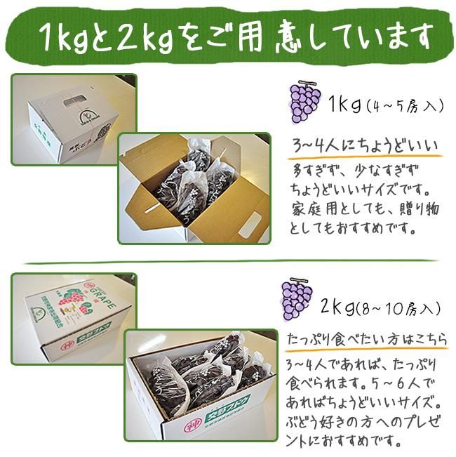 ぶどう デラウエア お取り寄せ販売（通販）父の日にもおすすめ