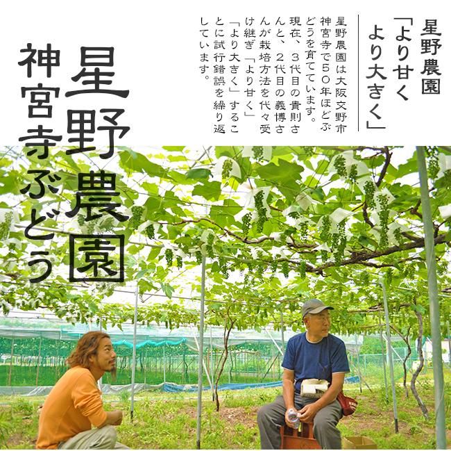 ぶどう デラウエア お取り寄せ販売(通販)父の日にもおすすめ ぶどう デラウエア お取り寄せ販売(通販)父の日にもおすすめ