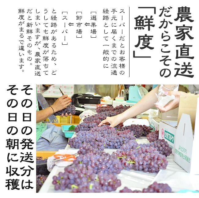 ぶどう デラウエア お取り寄せ販売（通販）父の日にもおすすめ