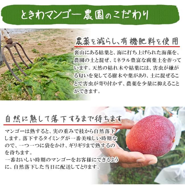 〈スポット特価〉沖縄県産 摘果マンゴー@35g(20〜50g)約10kg【常温⑧ Amazon.co.jp: MDSTORE 沖縄青切りマンゴー 摘果マンゴー Green